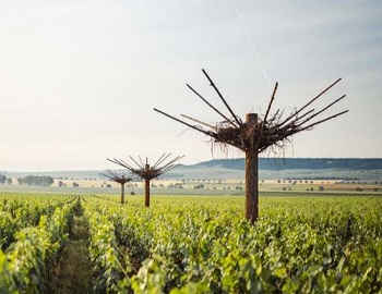 La Maison Ruinart ouvre  son vignoble au public lors des journées particulières les 14, 15, 16 Octobre 2022